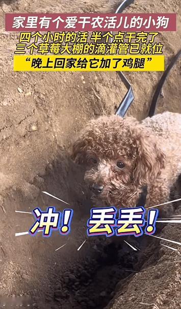 万物皆有灵性！山东，男子在大棚里干活，看到狗狗在一旁蹦过来蹦过去很闲的样子。于是