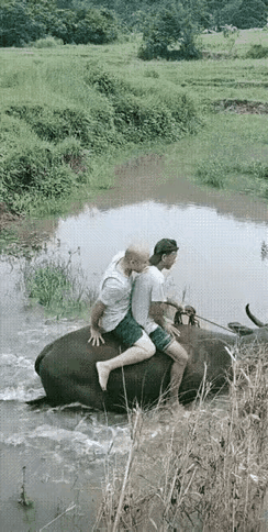 老牛不发威，就好随意欺负，这下好了，幸亏水浅，否则会出人命的。