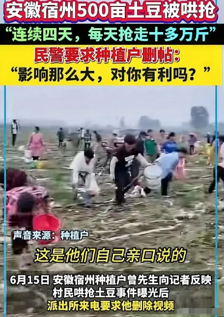 “法不责众！”竟然这样说？！看到安微宿州土豆连续四天被抢造成承包者重大损失。当