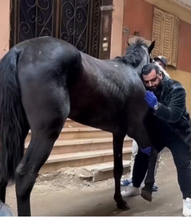 为什么马的腿断了必须死？就算是一匹身价几百万的冠军赛马，只要腿断了，基本上就