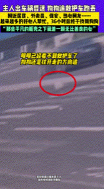 “狗好，人也好！”山东，主人出车祸昏迷，忠心的狗狗一路追救护车狂奔，不料车太快狗