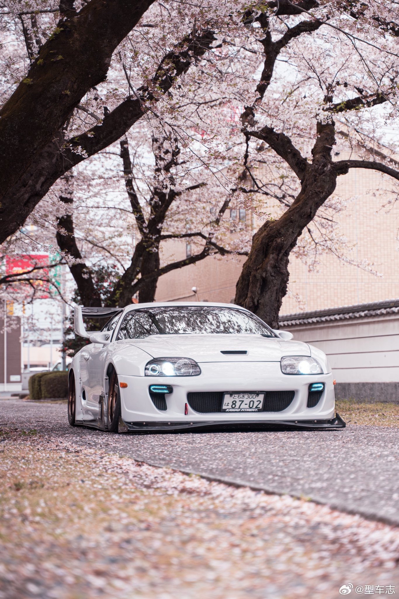 上海女子爬树压塌20年樱花树按原价赔偿就行了。具体在上海多少钱不好说，但如果是在