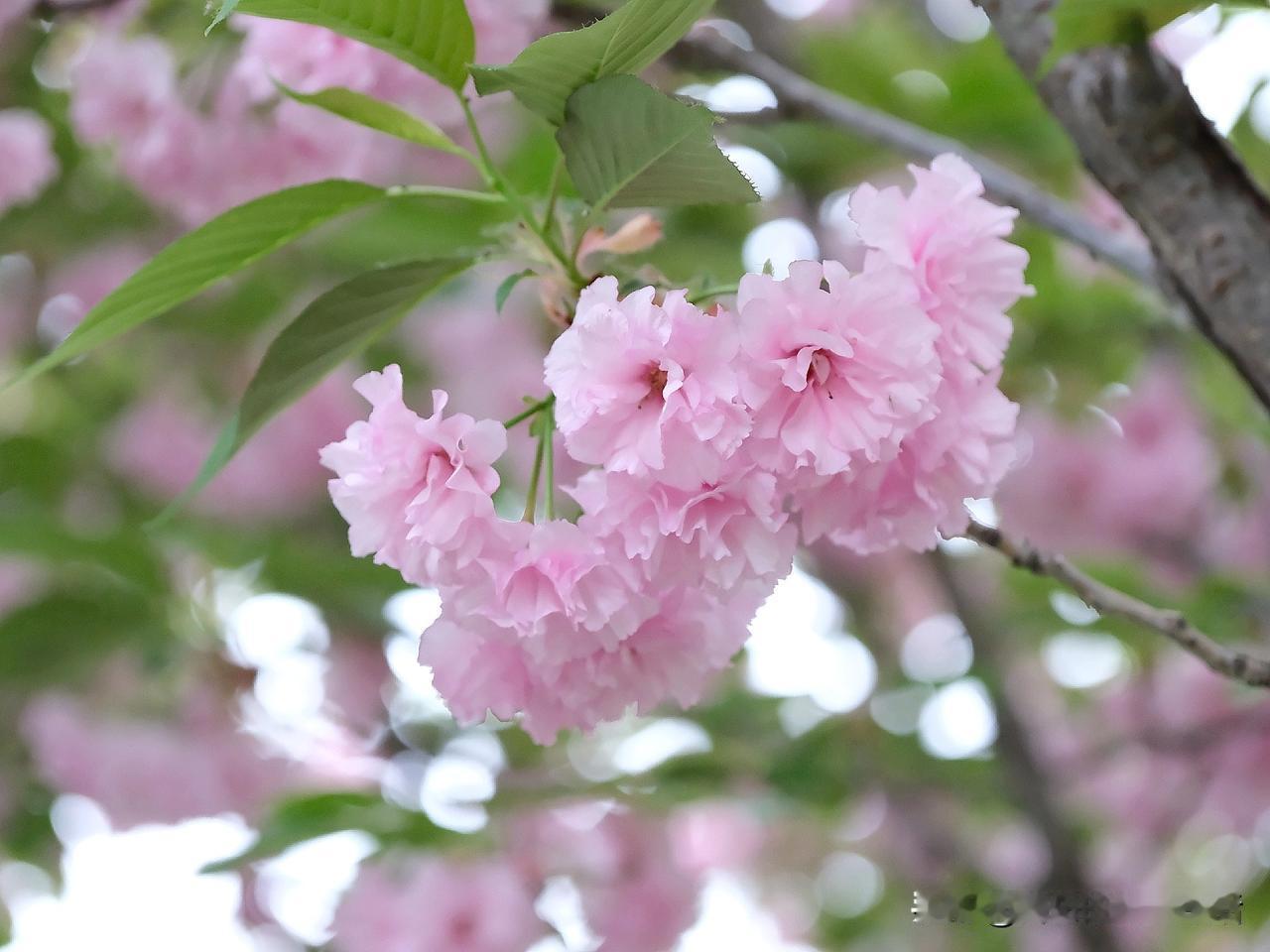 傍晚路过公园晚樱也要落了用手一触便是簌簌花瓣落花满地，又过一春温柔色那化