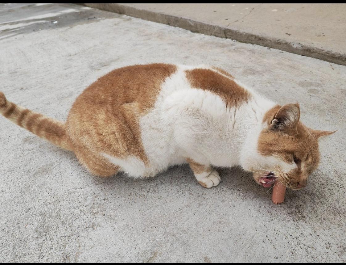 二狗的故事单位院里有只黄白双色的橘猫，名叫二狗。它整日在院子