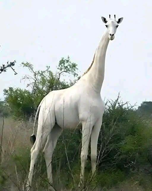 这是世界上唯一已知的白化长颈鹿，生活在肯尼亚，身上装了GPS追踪器以防偷猎。白化