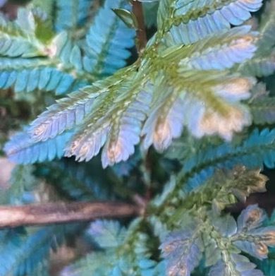 0000翠斗草种植1.栽培基质：优先用泥炭土、珍珠岩、蛭石（4:3:3）混合，