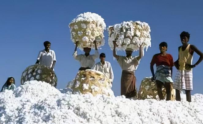 印度的棉花出口，简直可以用“鬼把戏”来形容！你没听错，印度竟然将棉花以“白菜价