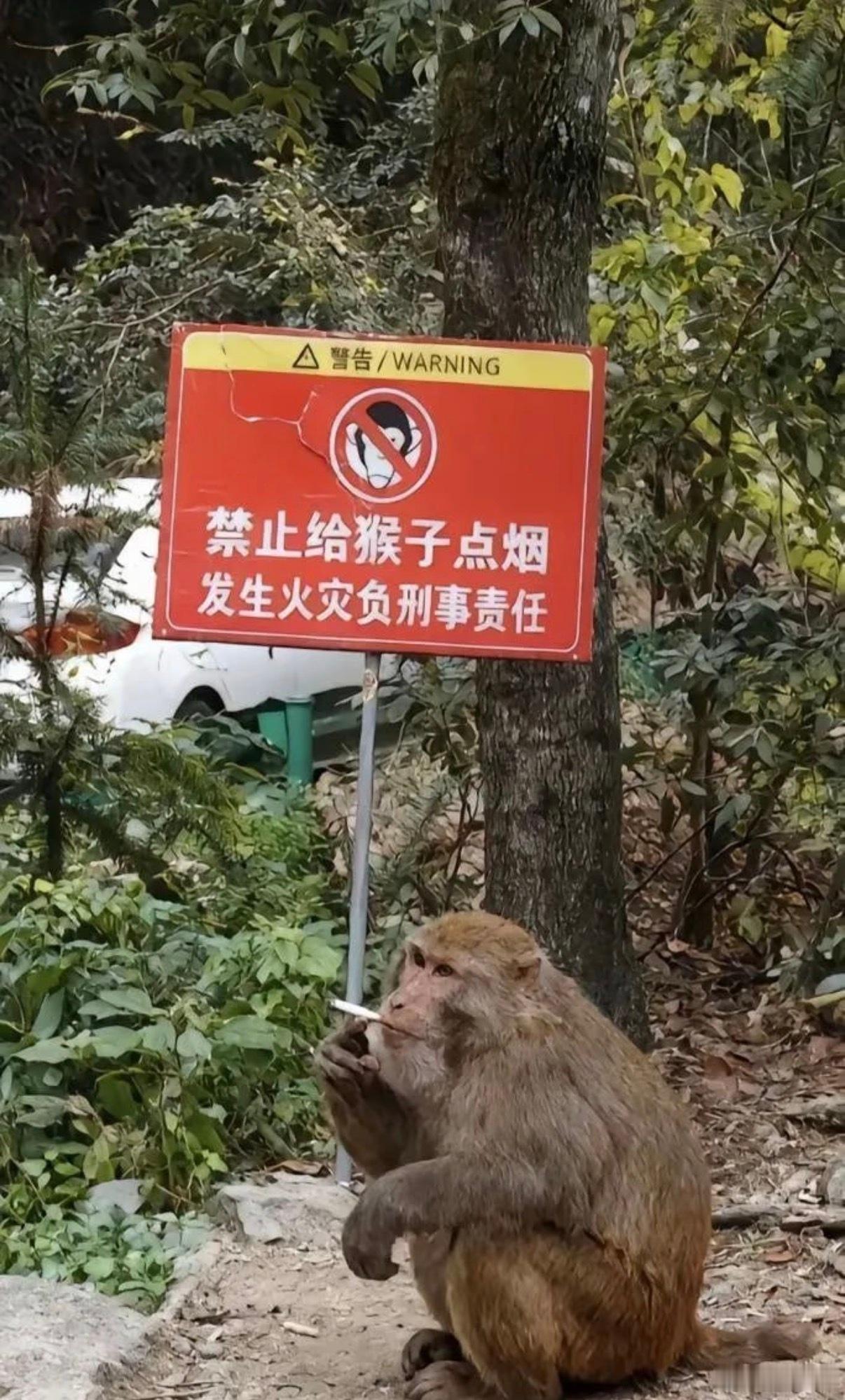 给猴子点烟的真坏​​​