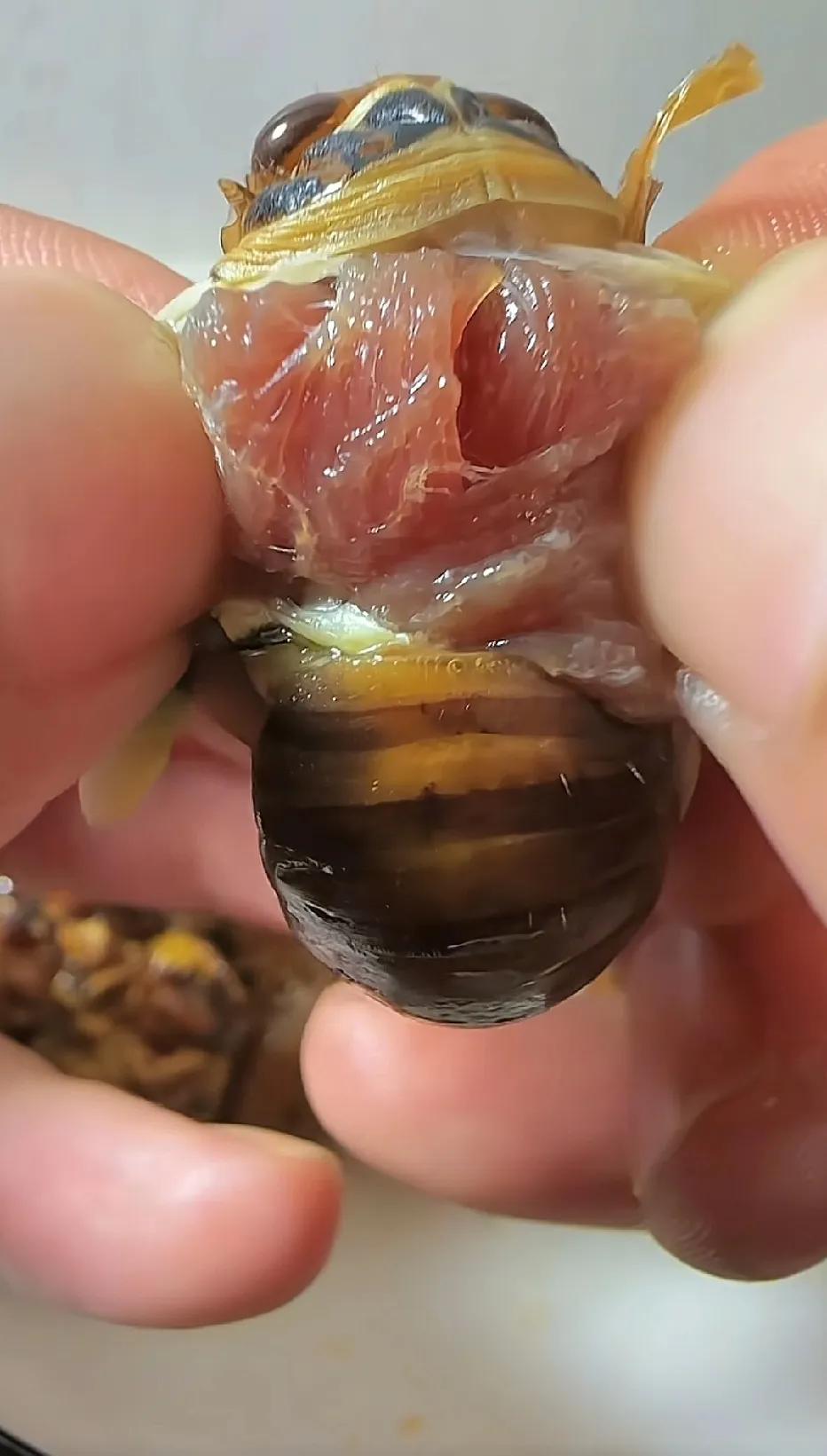 这是真的假的？虫子身上的肉怎么能长得跟鸡肉、猪肉一样呢？昆虫竟然可以长出类似鸡肉