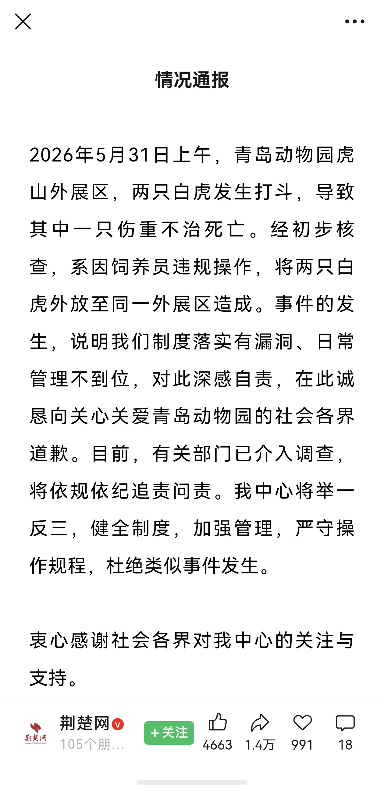 青岛动物园有一只网红孟加拉白虎“小孬”，5月31日在与另一只孟加拉白虎的战斗中壮