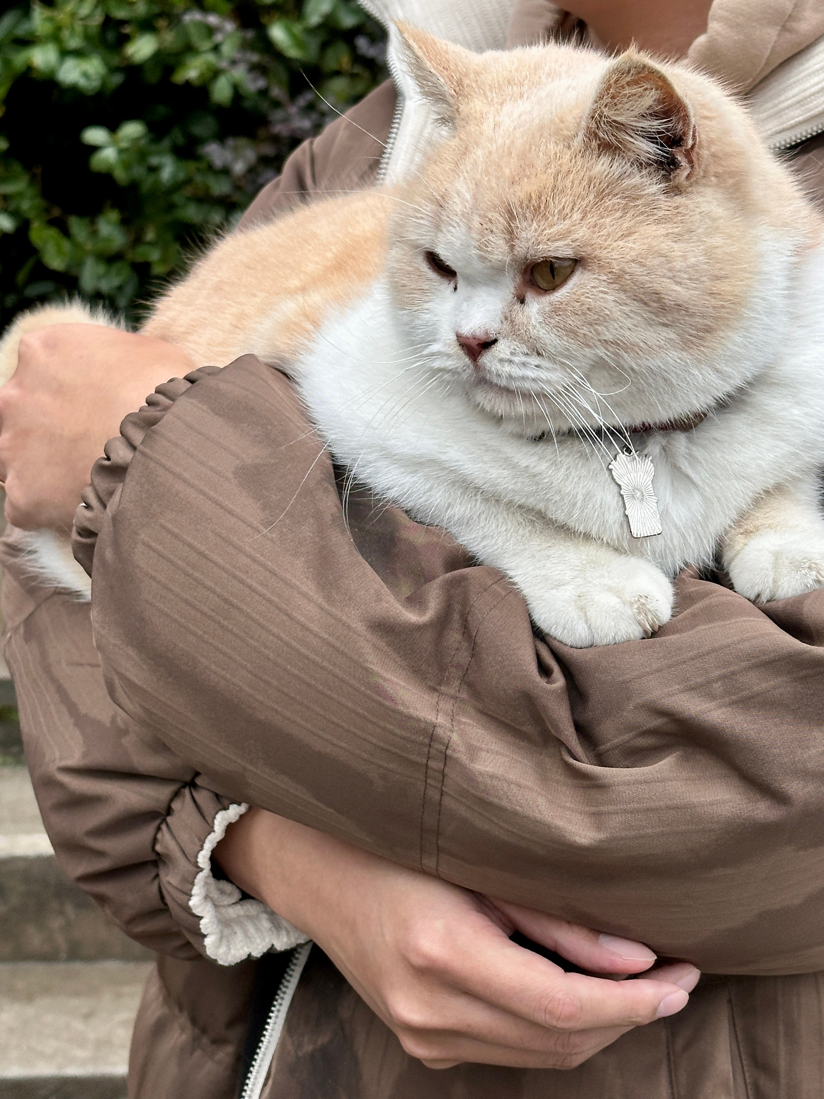 摸摸猫头万事不愁🐱刚到财神庙门口这只小猫咪就硬往王冬阳怀里钻要抱抱！！！接招