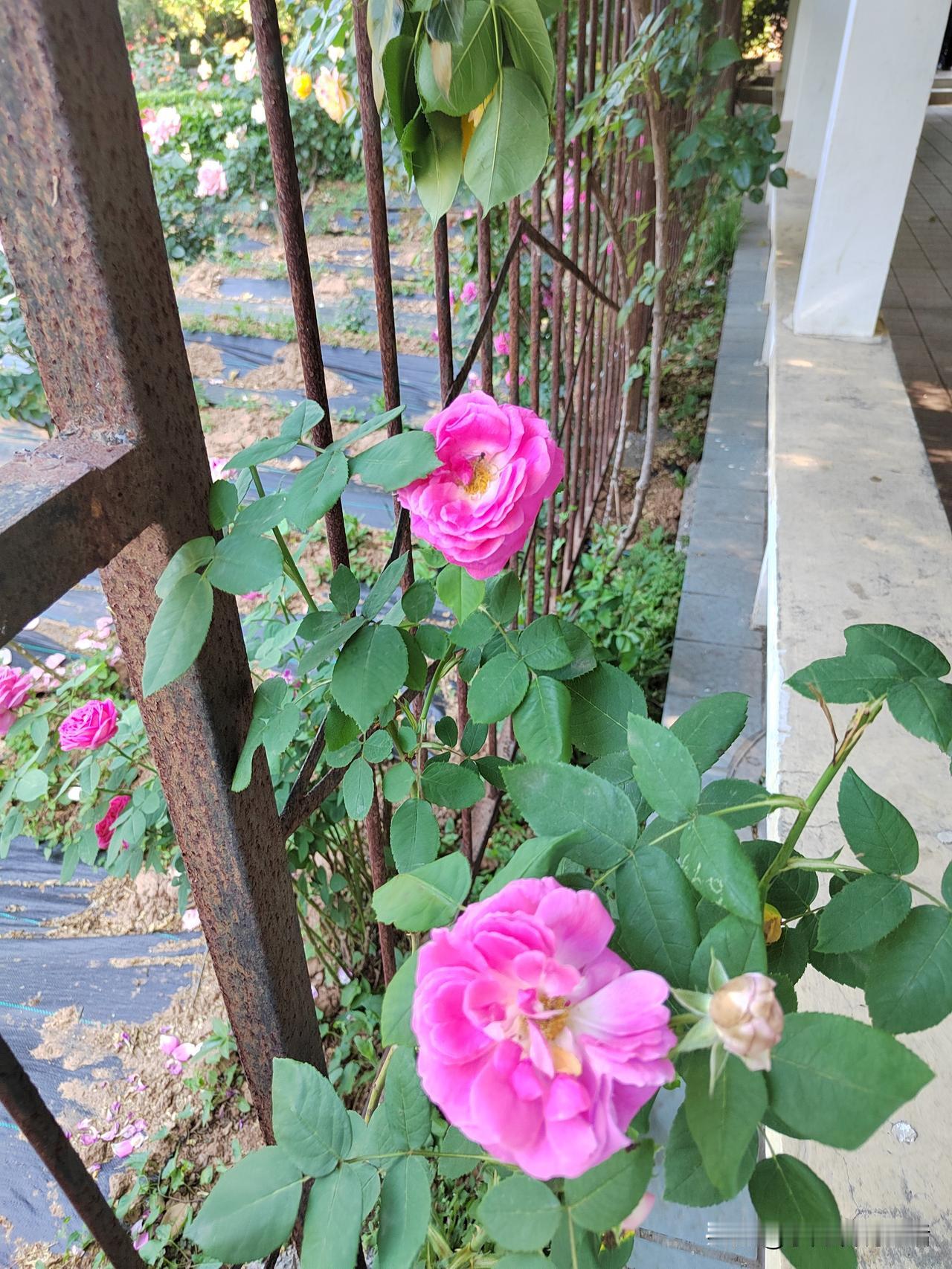 退休金低，给我带来了很多的内耗。我今年2月份刚刚退休。退休金只有1090元。