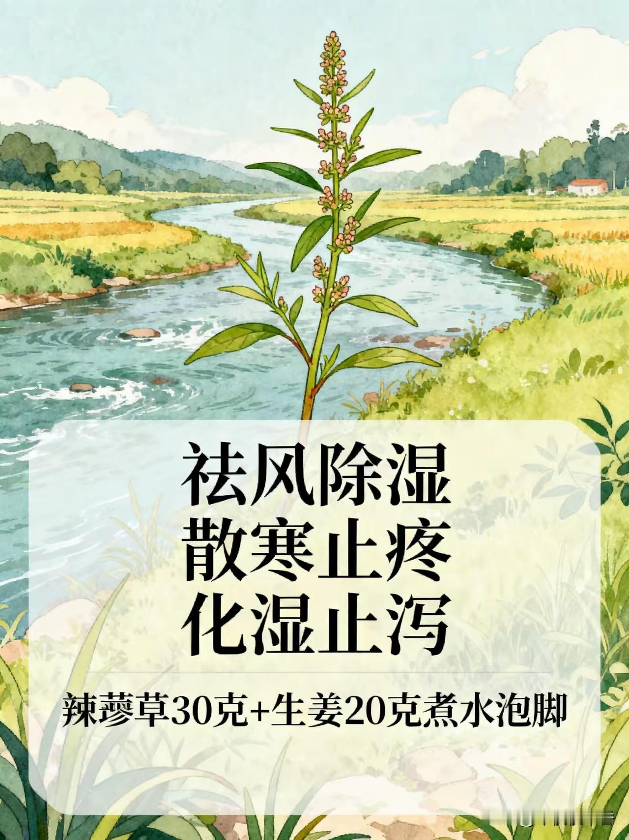 提醒大家，不管是腰疼，腿疼，屁股疼，还是全身关节不舒服，都要记好河边的这种野草，