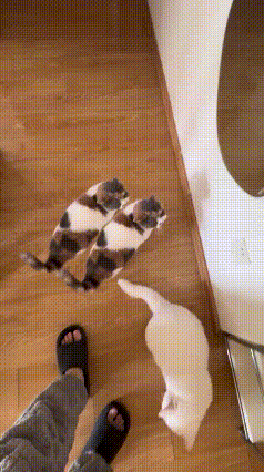 怪不得播放量那么高！竟然达到2300万！两只猫复制粘贴一般，神一致，神同