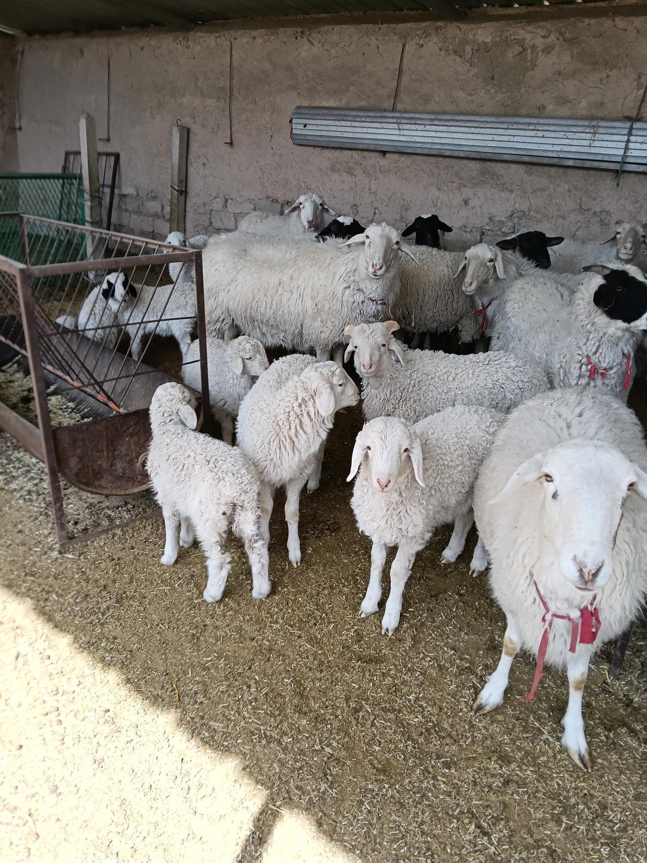 我家一只羊羔拉稀，黑中带黄的。给它喝了杨树花，还是一副没精神的样子。小羊羔拉