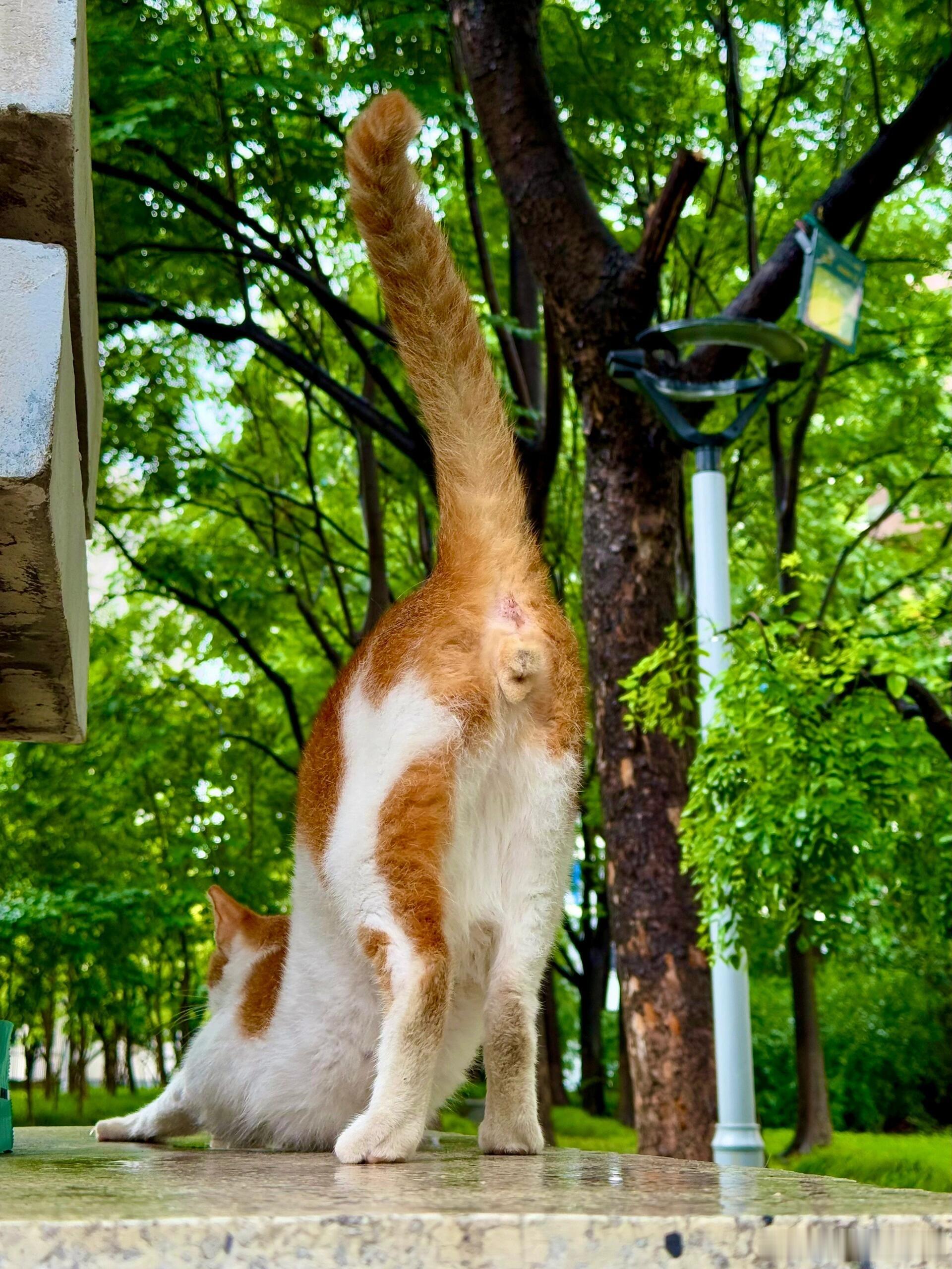 想去大学做一只猫。成为大学里的猫咪也太幸福了，学校就是大型花园别墅，能遮风能挡雨