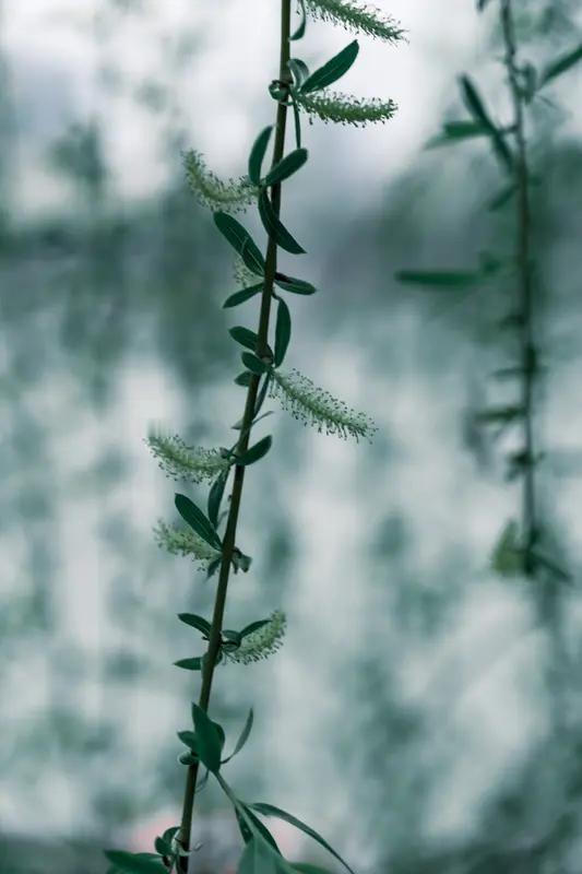 上联：风梳细柳听春语；下联：燕剪新桃伴岁欢。