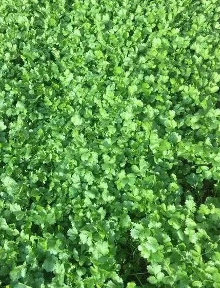 有菜友问秋播香菜啥时种、如何种，我正好今秋也要分两次播植香菜，并且想到一些相关话