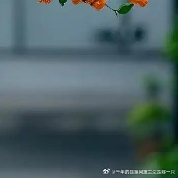 三角梅•喜强光和温暖，用排水好的土壤。浇水要“扣水”（等叶片稍蔫再浇），促进开