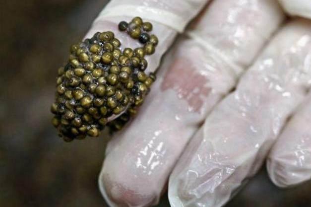 这种食物被称为“黑黄金”, 制作工艺极其复杂, 一般人没吃过