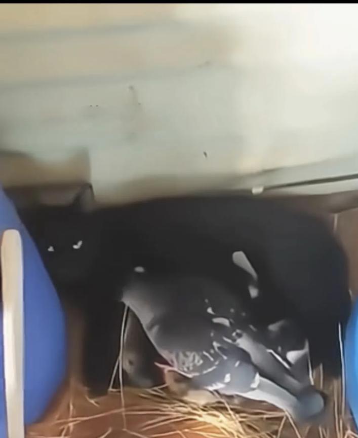 一只鸽子亲自给猫伺候月子！鸽子是从小被猫猫捡回来亲自养大的，猫猫就相当于它妈妈！