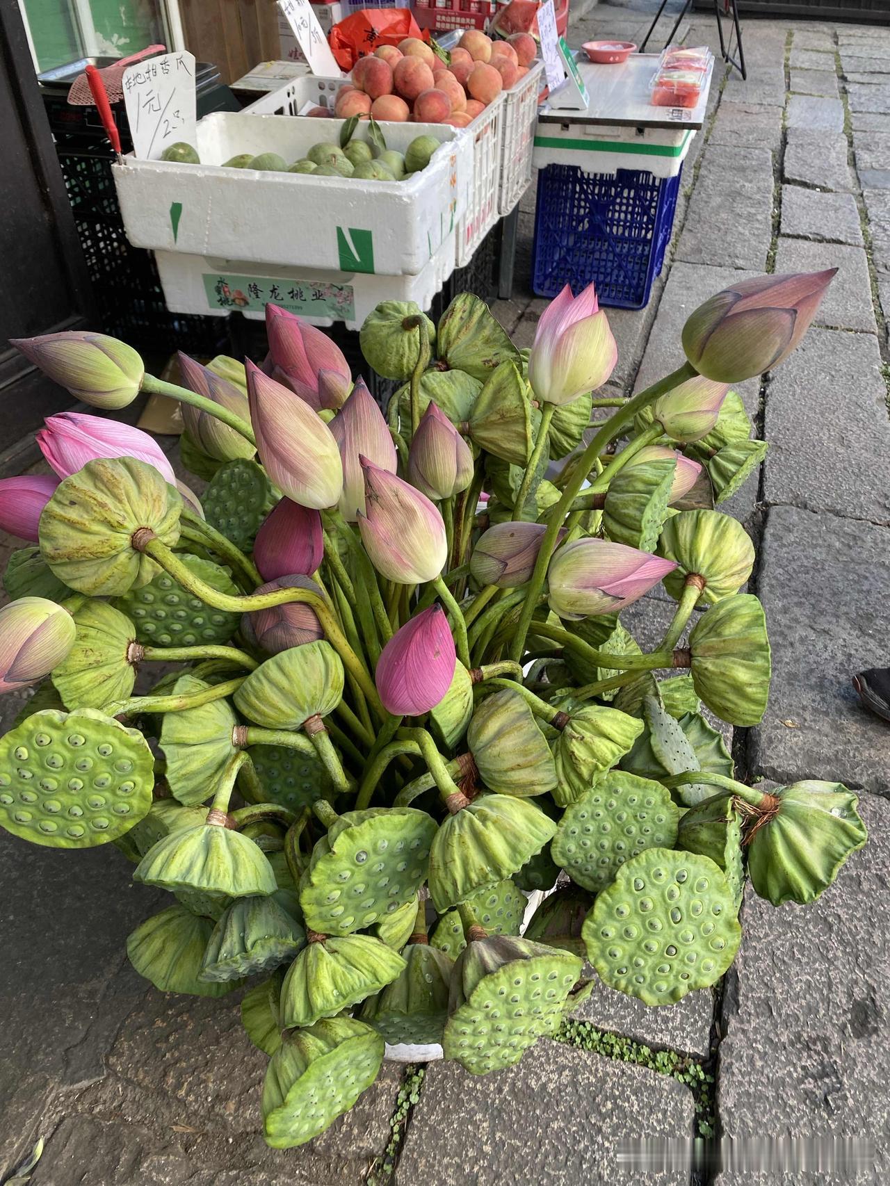 ，什么花都行夏天最美的是荷花盛开，从荷塘深处吹来的凉风，带来荷花的清香，令人神往