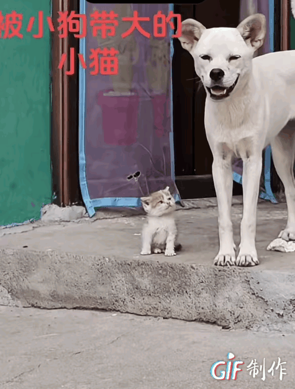 狗妈带的孩子就是不一样[大笑]