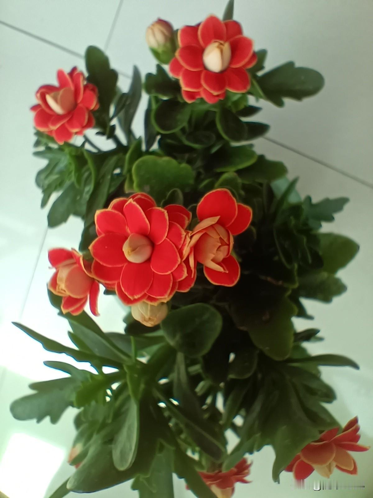 金狐狸是长寿花里最好的品种，基本上每个养长寿花的花友都有一盆金狐狸。因为金