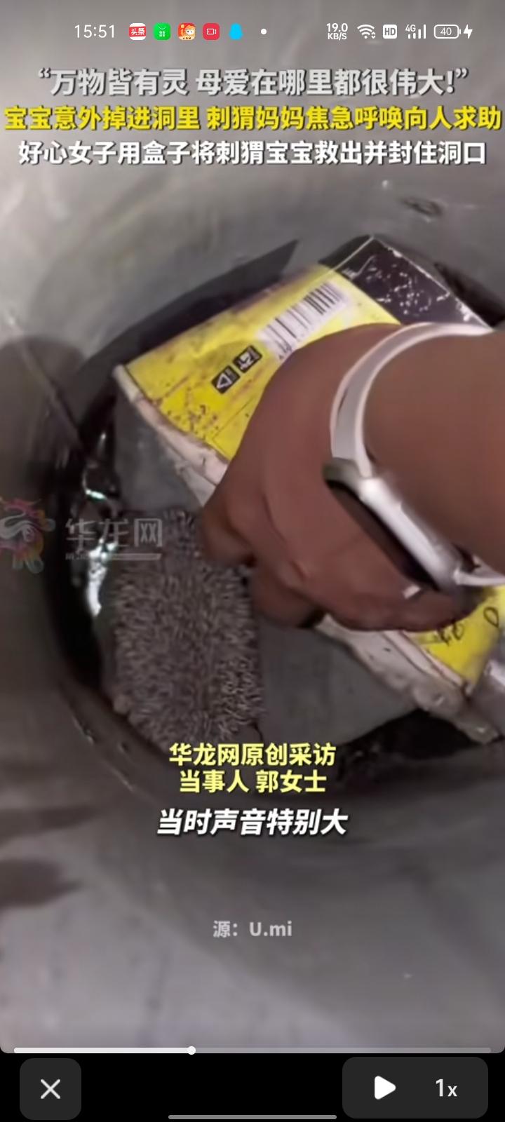 8月6日，山西太原。女子吃完饭散步时，听到了像鸟叫声，过去之后发现小刺猬掉进洞里
