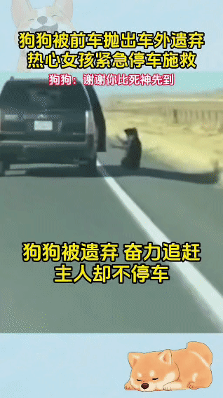在空旷的公路上，一只黑白相间的狗狗突然被前方车辆从车内抛出，重重摔在路面上。它顾