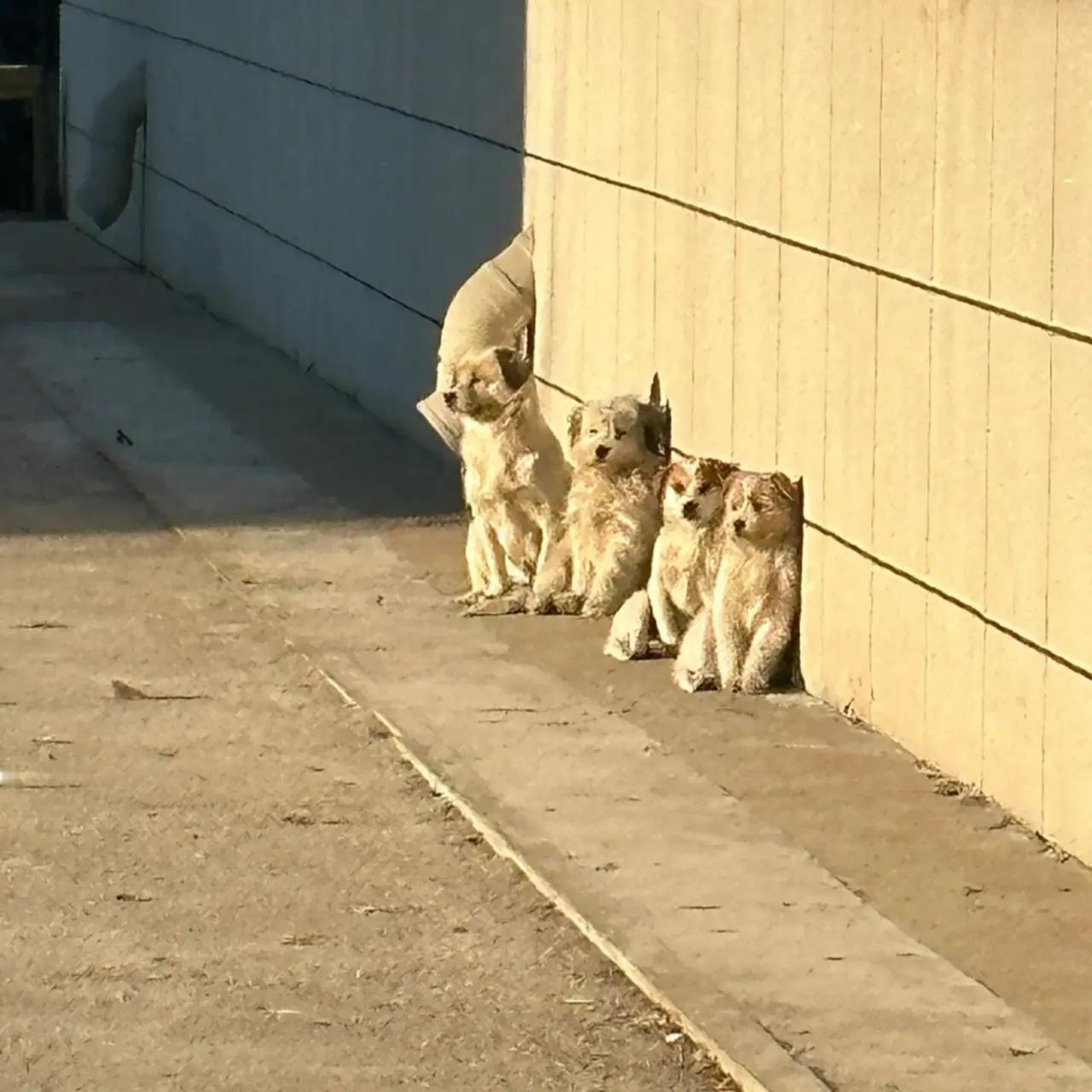 早上突然看到四只小狗在道边晒太阳，他们每天都吃些什么好可爱的四个狗宝宝☺️☺️?