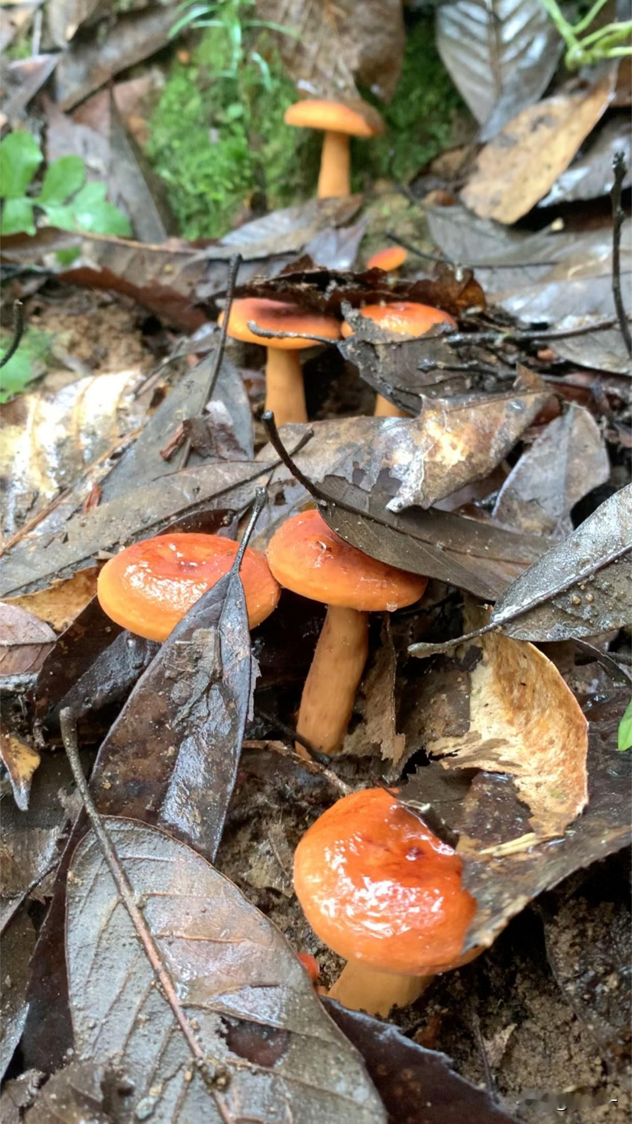 野生蘑菇和人工种植蘑菇的区别，准确地说是野生食用菌和人工种植食用菌的区别。主要