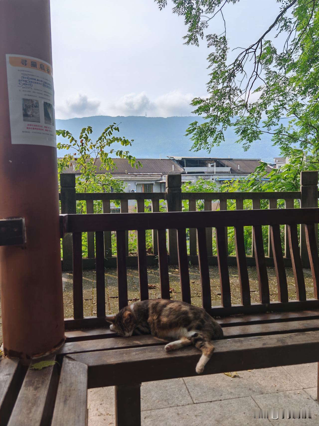 公园这只母猫，躺在亭子的椅子上，十分悠闲地睡觉。人来了，它也是略抬一下头，一点不