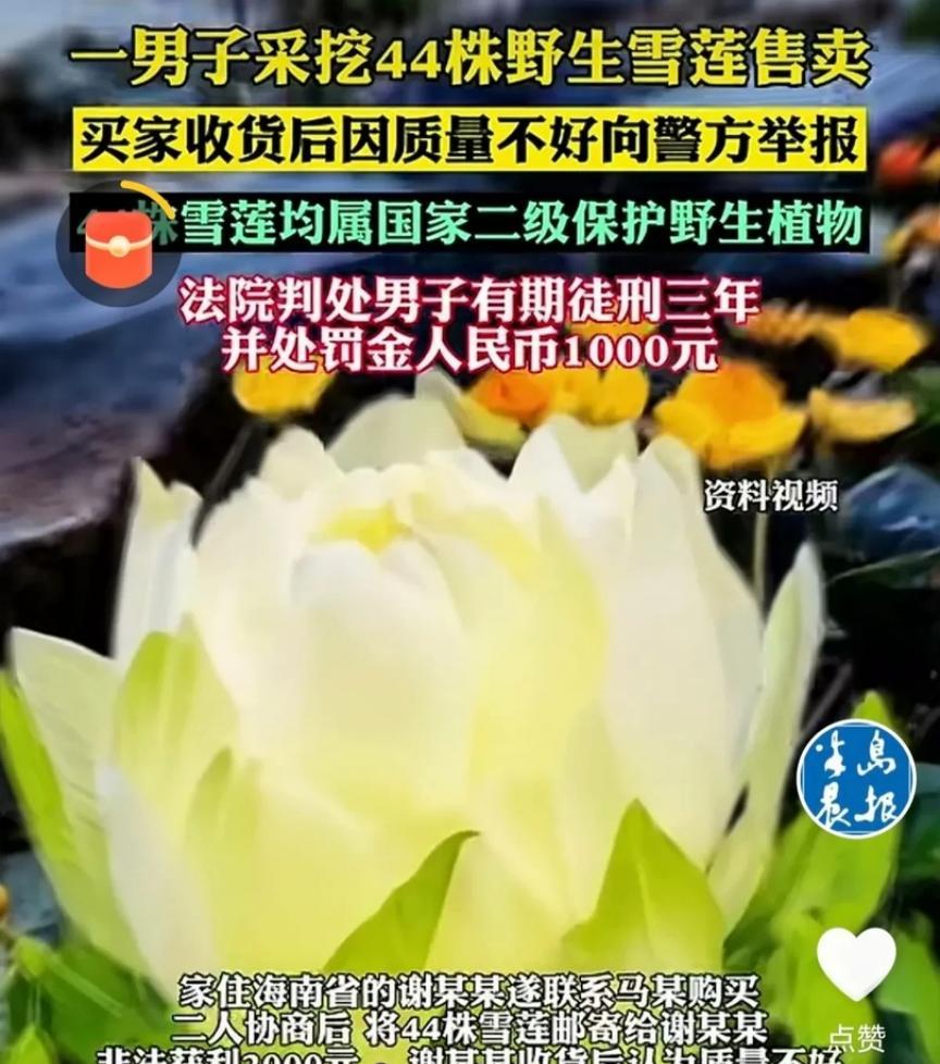 “长记性了！”6月4日，新疆一男子上山寻觅菌菇，意外邂逅一片珍稀雪莲，一