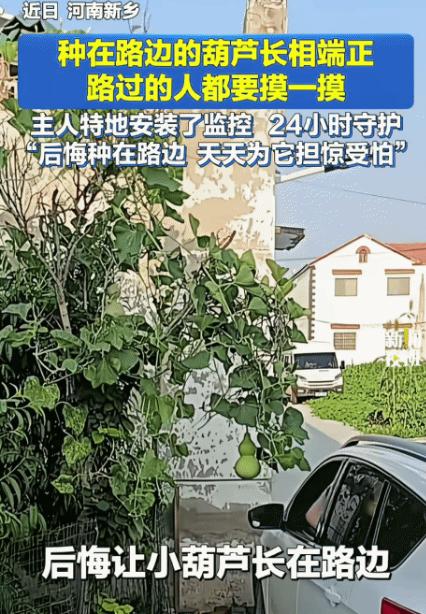 河南新乡，男子在路边种的葫芦结果了。没想到，小葫芦因长相端正，路过的人都要伸手摸