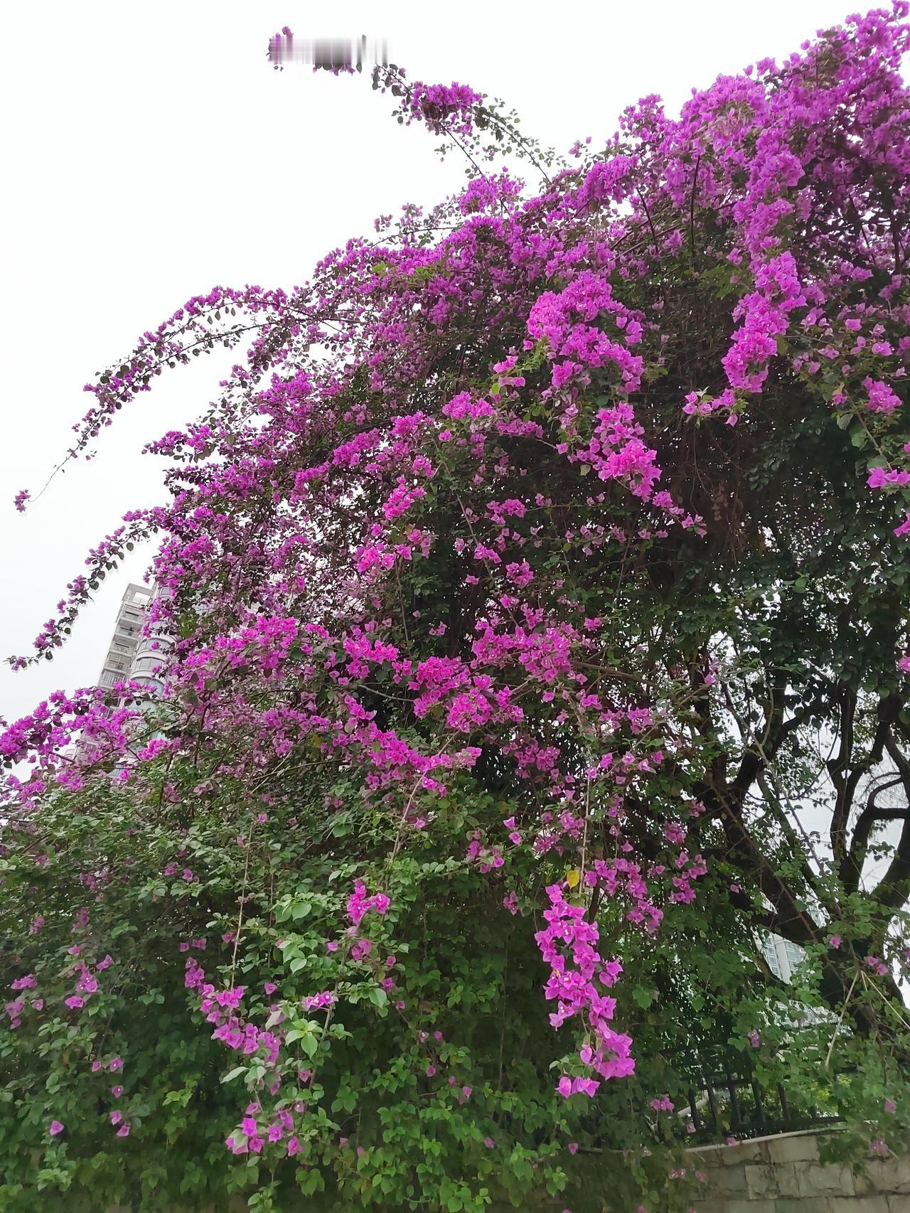 成都李女士以29元/股的价格，全仓买入10万股光迅科技，整整投入290万元（那是