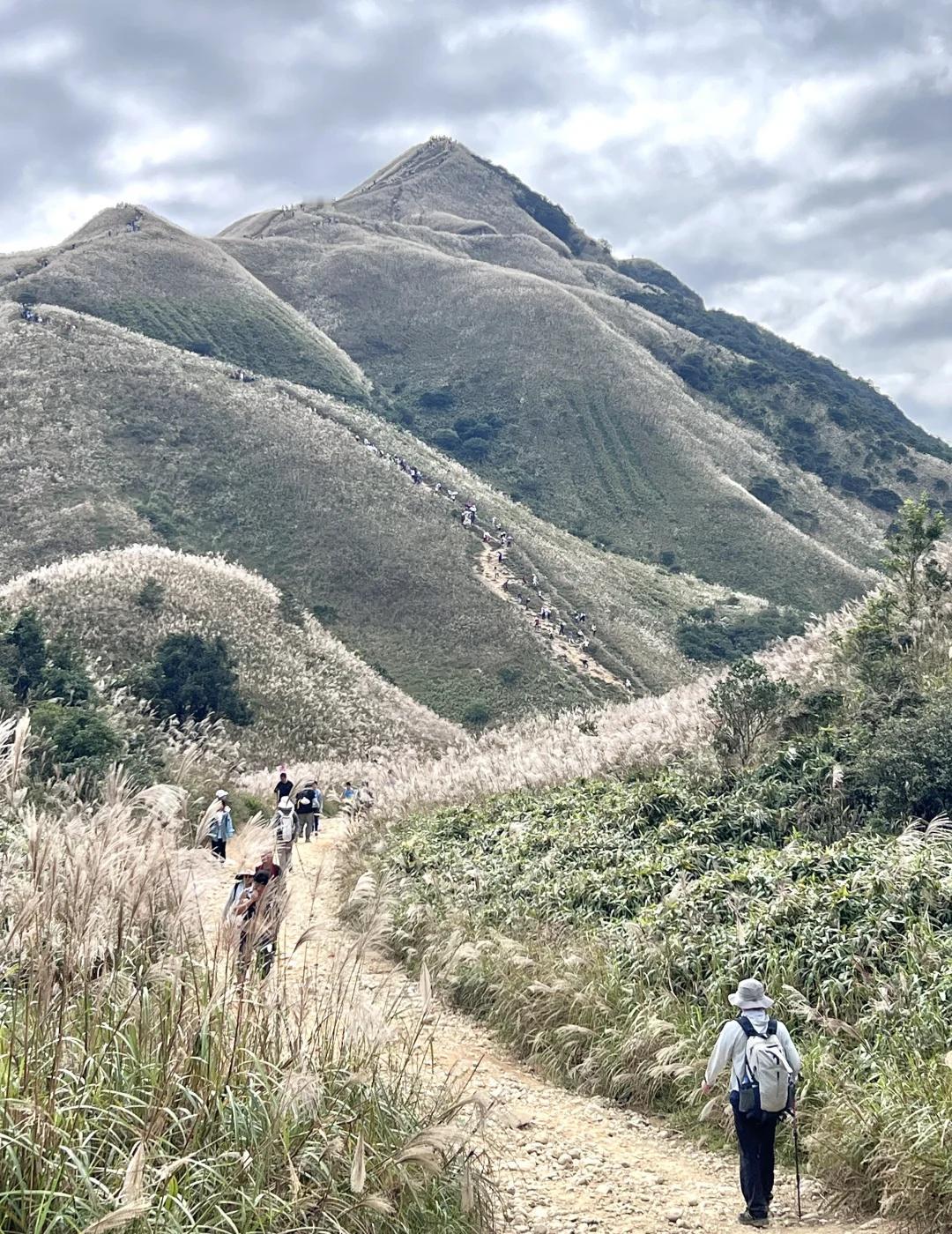 人生建议：一定要秋天去惠州大南山看芦苇荡📍地址：广东省惠州市惠东县多祝镇