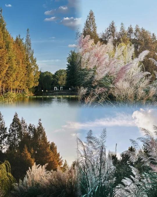 世纪公园秋日限定｜被芦苇荡的温柔击中了如果说银杏和枫叶是秋日的主角，那世纪公园