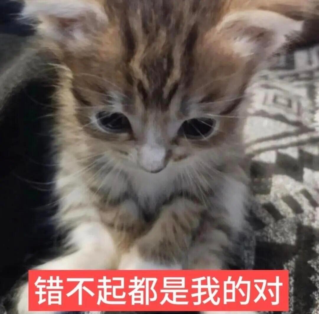 猫咪表情包｜实用表情包｜热门表情包