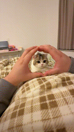 这个喵星人，好像发现了什么，突然就钻进来了，饶有兴致，可爱到爆棚！太爱