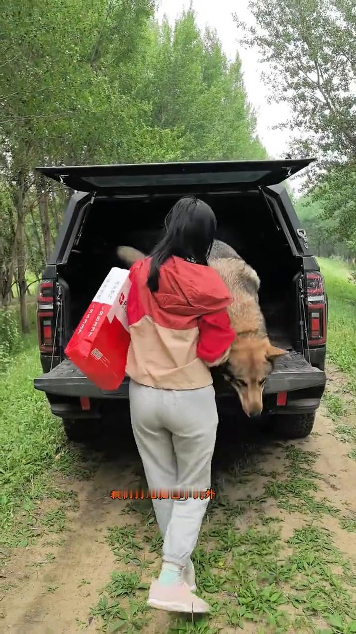 哪有小狗子不喜欢去外面玩的？我们狗儿班也不例外。这一到外面开心的不得了，小尾巴翘