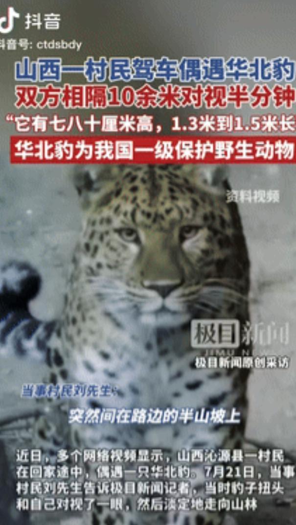 “胆子不一般的大！”山西沁源，一男子回家途中，偶遇一只华北豹，他立即将车子停下来
