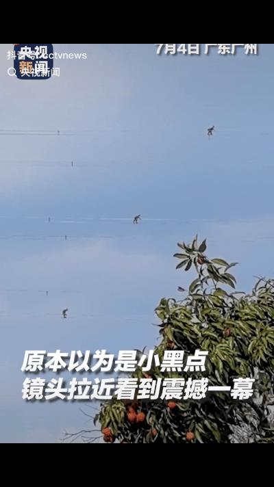 “泪目了！”7月4日，广东广州，荔枝熟的季节，高空处有小黑点在移动，镜头拉近后，