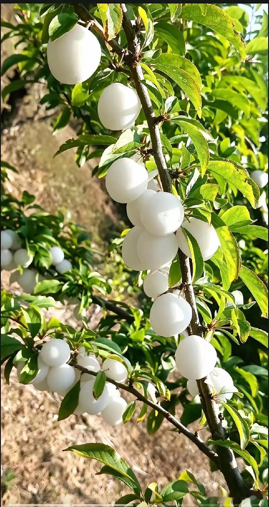 是我见识太少了吗，这种水果还是第一次见。