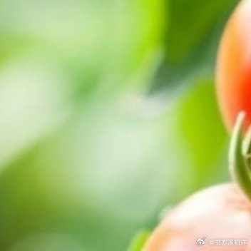 0000西红柿种植1.土壤选择西红柿喜欢生长在排水良好、肥沃、pH值为6.0-7