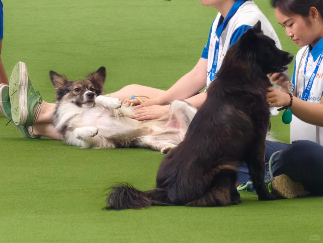 中国犬敏捷锦标赛领导在讲话时等候的选手们Cr：乐嘻嘻的狸花猫