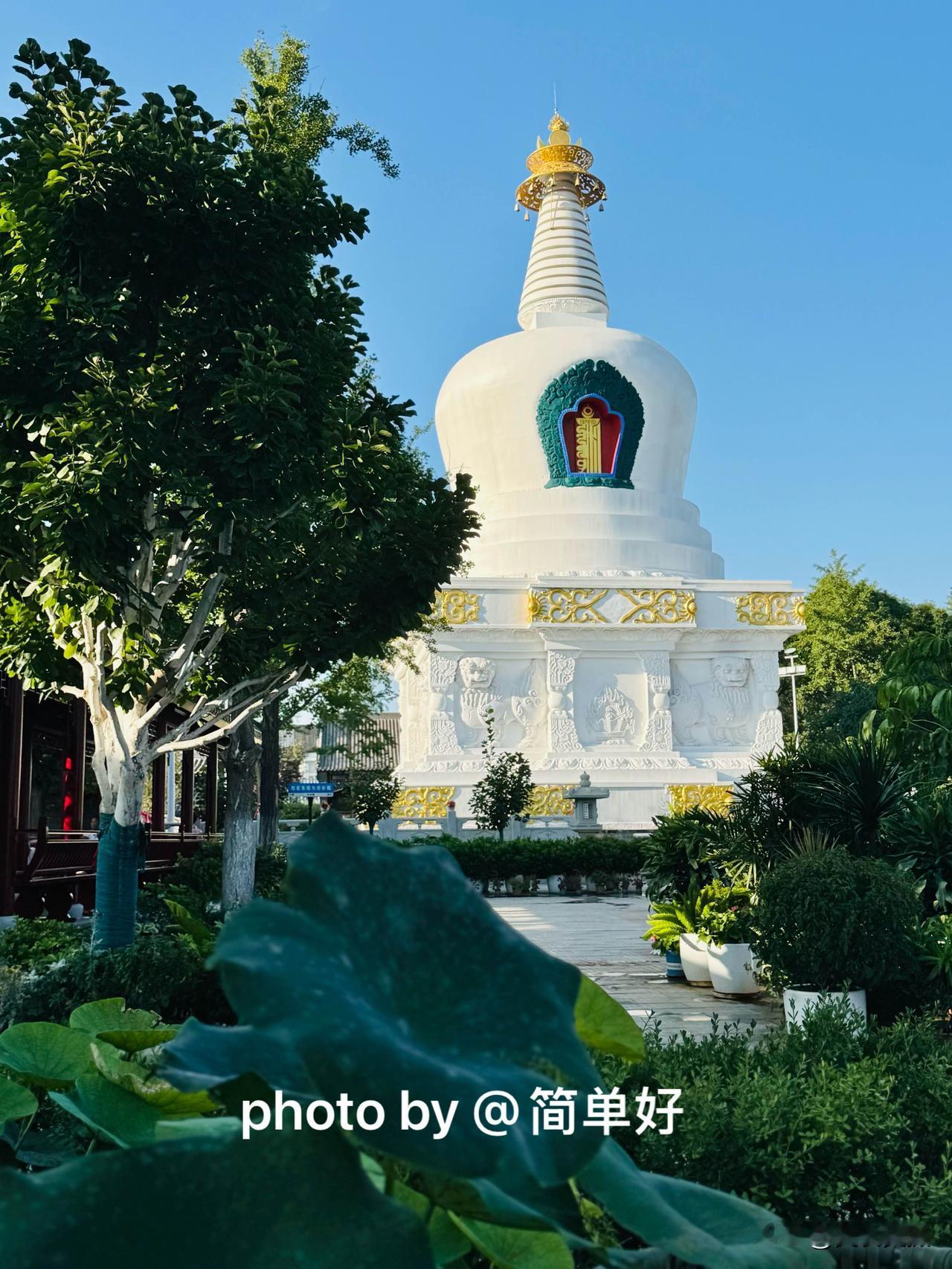有猫猫啦！有荷花啦！上次来东塔护国永光寺还没有，四时景观都不一样呢，移来的荷花在