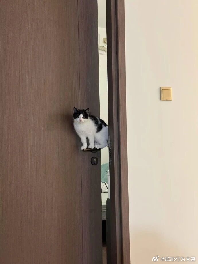 你很难估计一只奶牛猫的出场方式宠物卖萌中心​​​