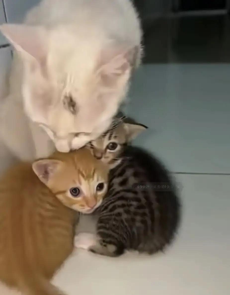 楼下那只白猫生完崽了，一橘一狸花，长得跟表情包一模一样。本来只是每天喂两口，