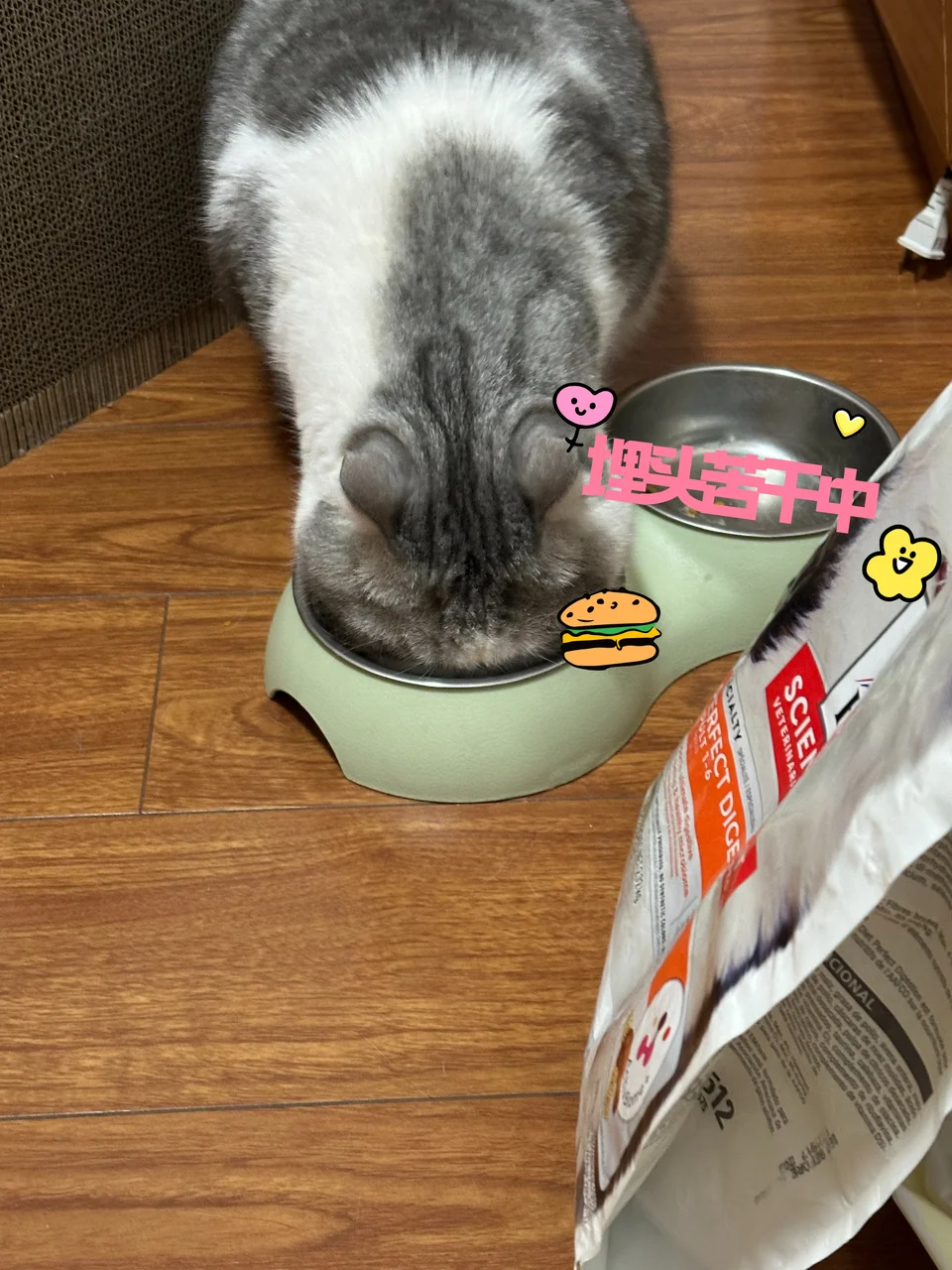 最近给我家猫试过的两款粮